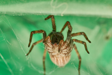 Sunlit Macro Photo Of A Spider On A Textured Leaf