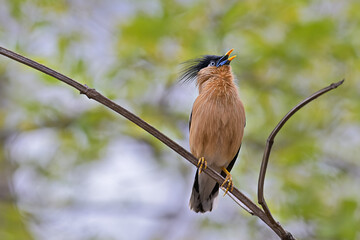 Brahminy Starling (Sturnia pagodarum) perched on a tree branch