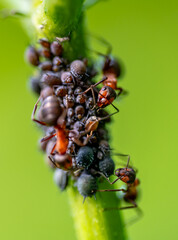 Macro close up of red wood ants (formica rufa) tending to black bean aphids (aphis sambuci) and collecting honeydew on an elderberry twig.