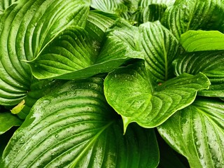 Obraz premium juicy green hosta leaves in drops of dew