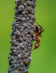 Macro close up of red wood ants (formica rufa) tending to black bean aphids (aphis sambuci) and collecting honeydew on an elderberry twig.