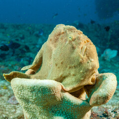 Mozambique, Inhambane, Tofo, Frogfish (Antennarius, sp.)
