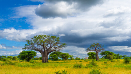 Fototapeta premium Paisaje africano con acacias