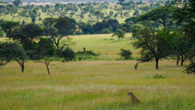 Paisaje con un Guepardo escondido