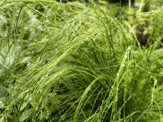 thin branches of feather grass in raindrops