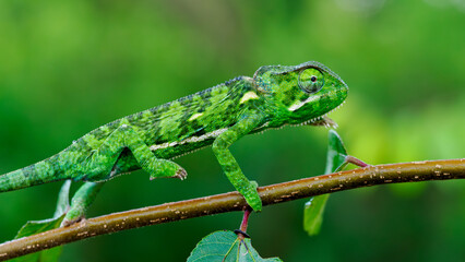 Camaleón verde