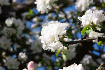 Pear blossom in the orchard. Spring white flowers on a tree. A branch of delicate white pear flowers in full bloom on a soft blurred natural background with a blue sky. Spring moments