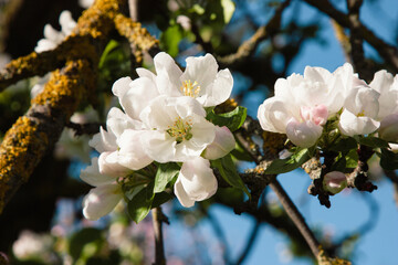 Pear blossom in the orchard. Spring white flowers on a tree. A branch of delicate white pear flowers in full bloom on a soft blurred natural background with a blue sky. Spring moments