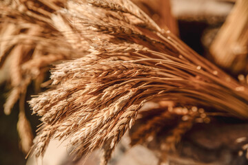 Wheat closeup, background. Healthy food. Agronomy