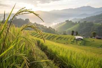 Golden rice fields at sunrise in mountainous landscape