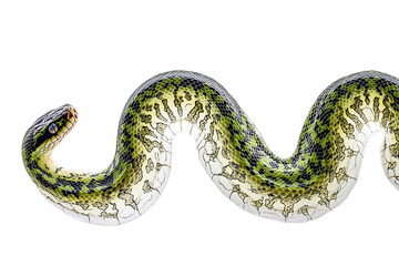 Naklejka premium Green snake body isolated on transparent background