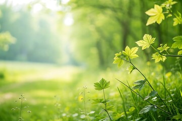 Lush green foliage in a tranquil forest setting
