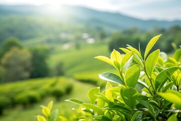 Lush green tea leaves in a serene landscape