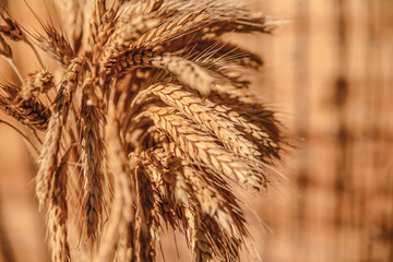 Wheat closeup, background. Healthy food. Agronomy