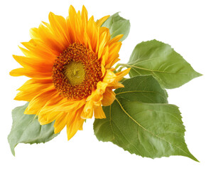 Naklejka premium Bright sunflower with vibrant petals and green leaves for design