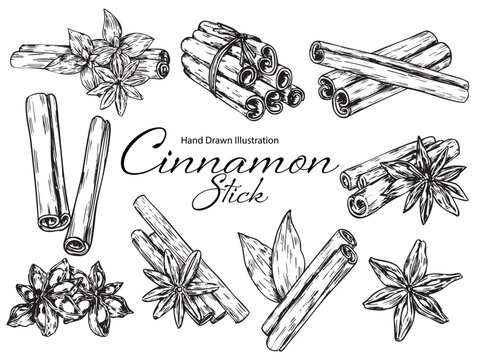 Collection of hand drawn rolled cinnamon stick and anise outline drawing illustration