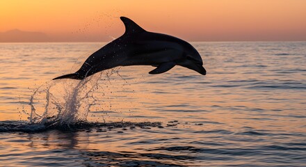 Fototapeta premium Striped Dolphin Leaping at Sunset