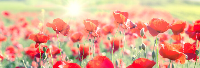 Beautiful red poppy flowers in meadow