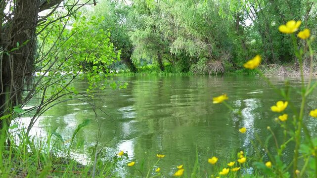 river and forest, beautiful summer landscape, river bank and water stream