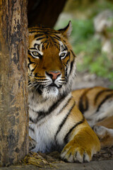 A detailed close-up of a majestic Bengal tiger, showcasing its intense gaze, striking orange fur, and black stripes. The image captures the raw power and elegance of the big cat in its natural habitat