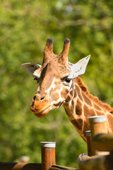 A close-up shot of a giraffe's head with warm sunlight highlighting its features, set against a blurred green background.