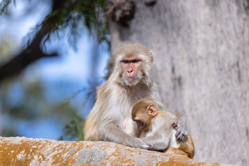 Rhesus macaque (Macaca mulatta) or Indian Monkey with cub in forest with cub.