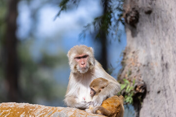 Rhesus macaque (Macaca mulatta) or Indian Monkey with cub in forest with cub.