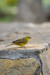 A small yellow bird pecks at scattered food on a weathered stone step, focused and still, with sunlight highlighting its bright plumage.
