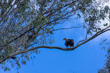 Grey-headed fish (Ichthyophaga ichthyaetus) eagle perching on tree at  corbett.
