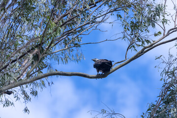 Grey-headed fish (Ichthyophaga ichthyaetus) eagle perching on tree at  corbett.