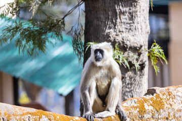 Gray langurs or Hanuman langurs (Semnopithecus) sitting on ground in Corbett tiger reserve.
