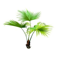 Green Palm Tree isolated on a white background. Desert and tropical houseplants. 
