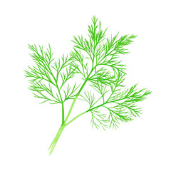 Obraz premium Vector illustration of a delicate and wispy bunch of fresh dill with bright green hues on white background