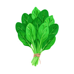 Vector illustration of a vibrant and leafy bunch of spinach with rich green tones on white background