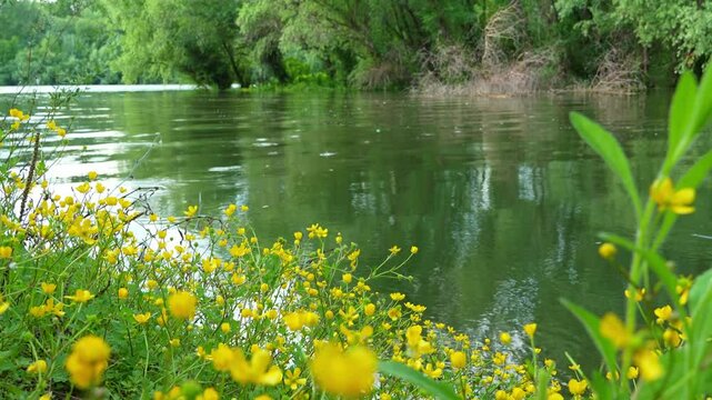 river and forest, beautiful summer landscape, river bank and water stream