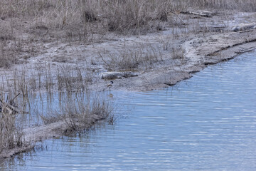 Crocodile (Crocodylidae) resting in ram ganga river at corbett national park.