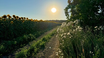 Naklejka premium Golden sunset over a peaceful countryside path with blooming sunflowers and wild grass. Nature's beauty in full harmony, perfect for relaxing and inspiring moments