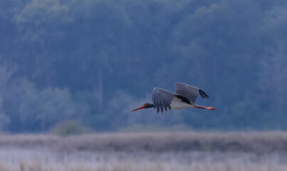 Black stork (Ciconia nigra) bird flying over river at jim corbett forest.