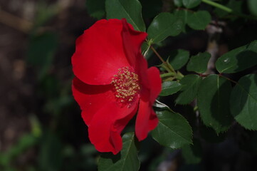 鶴舞公園