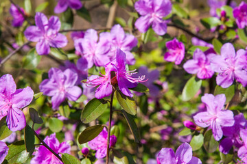 Fototapeta premium Purple rhododendron flowers. Charming bouquets of flowers with green leaves on the background of the silhouette of a flowering bush. The sun's rays create beautiful spots on the flowers