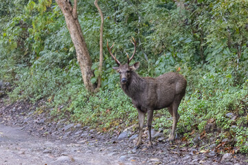 Sambar deer (Rusa unicolor) walking near river in the forest of Jim Corbett National park.