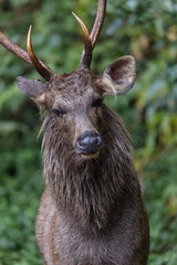 Sambar deer (Rusa unicolor) walking near river in the forest of Jim Corbett National park.