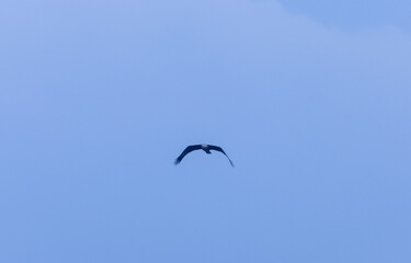 Grey-headed fish (Ichthyophaga ichthyaetus) eagle flying in sky for fishing.