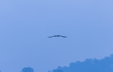 Grey-headed fish (Ichthyophaga ichthyaetus) eagle flying in sky for fishing.