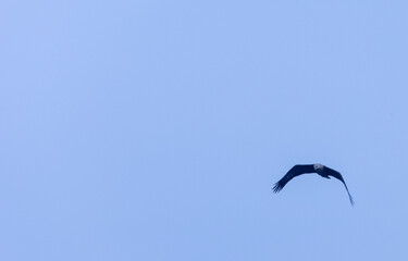 Grey-headed fish (Ichthyophaga ichthyaetus) eagle flying in sky for fishing.