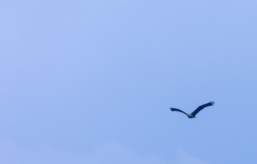 Grey-headed fish (Ichthyophaga ichthyaetus) eagle flying in sky for fishing.