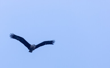 Grey-headed fish (Ichthyophaga ichthyaetus) eagle flying in sky for fishing.