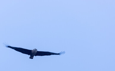 Grey-headed fish (Ichthyophaga ichthyaetus) eagle flying in sky for fishing.