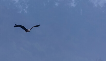 Grey-headed fish (Ichthyophaga ichthyaetus) eagle flying in sky for fishing.