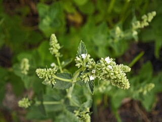 wild flowers in the garden